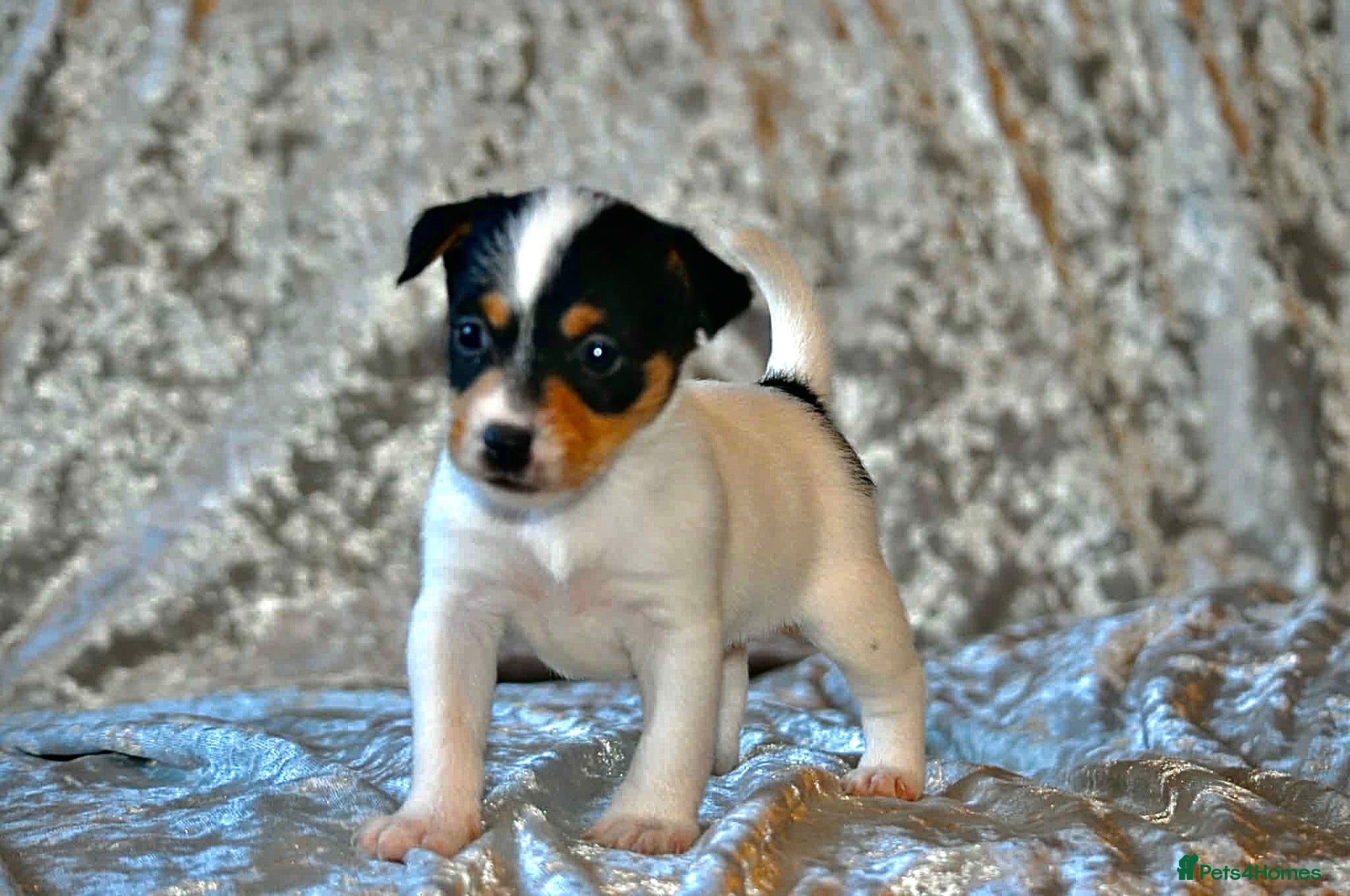 Jack Russell dogs Long haired mini Jack  Russell puppies for sale  - Advert 1