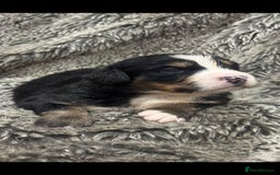 Bernese Mountain Dog dogs for sale: Bernese mountain dog puppies - Image 3