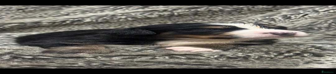 Bernese Mountain Dog Puppy 2