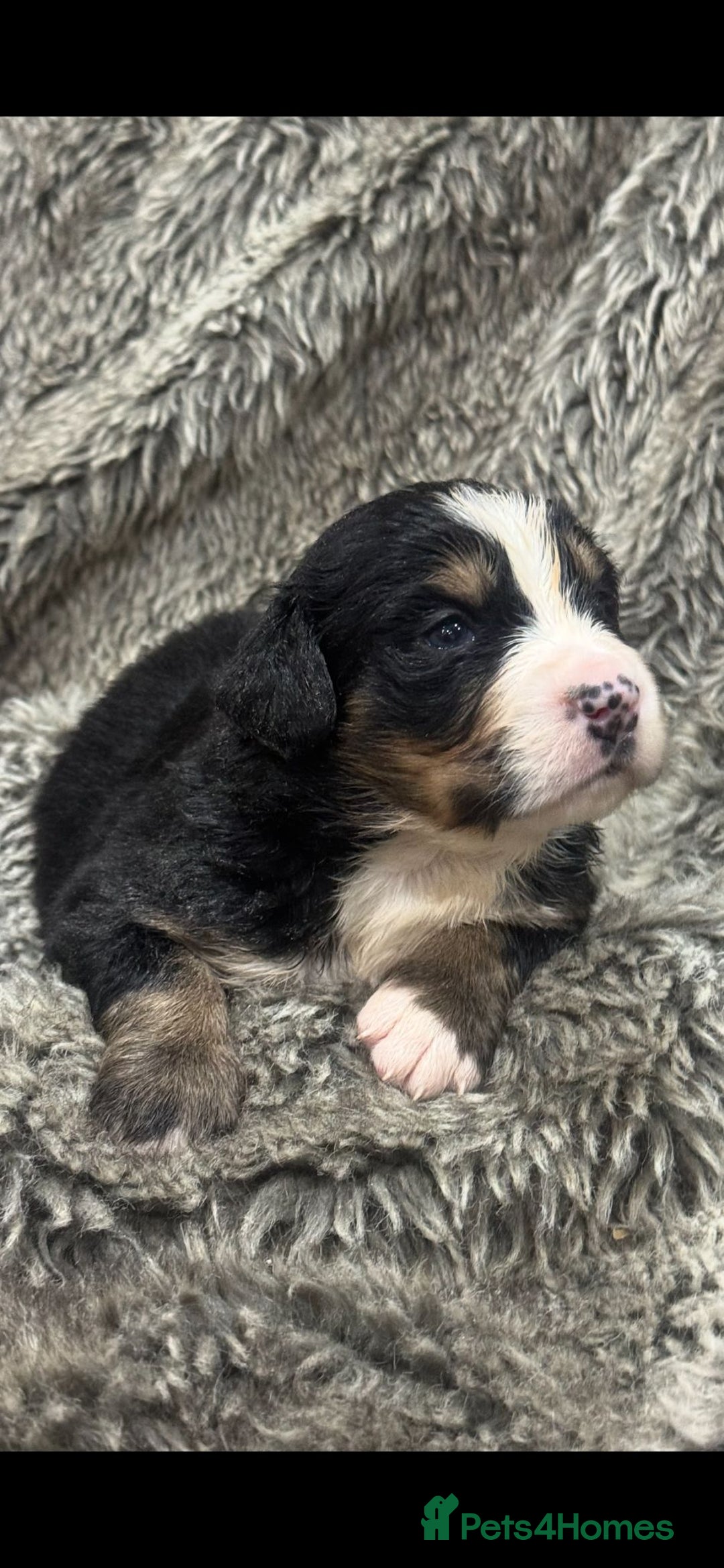 Bernese Mountain Dog dogs for sale: Bernese mountain dog puppies - Image 3