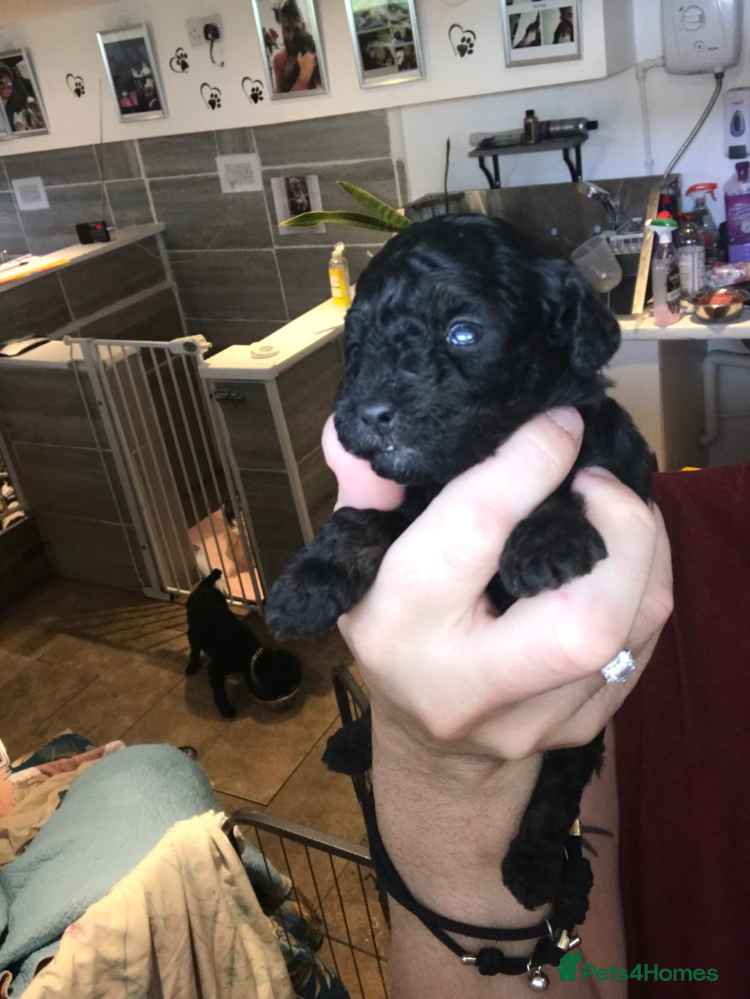 Cavapoo dogs for sale: Toy cavapoo WAITING LIST now open - Image 17