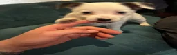 Jack Russell dogs for sale: 3 loving jack russel puppies for sale in Doncaster - Advert 1