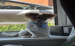 Mixed Breed dogs for sale: Gorgeous chihuahua x Jack russel for sale  - Image 1