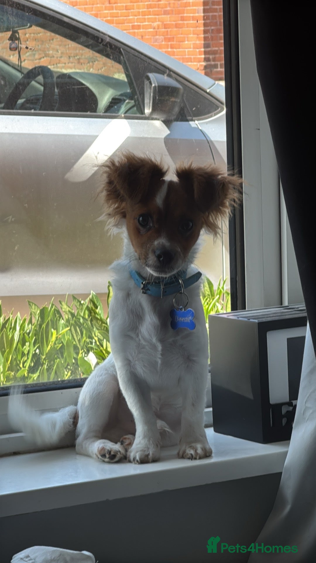 Mixed Breed dogs for sale: Gorgeous chihuahua x Jack russel for sale  - Image 1