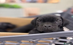 Cane Corso dogs for sale:  Reg - UKBKC Cane Corsos loyal family guardians  - Image 7