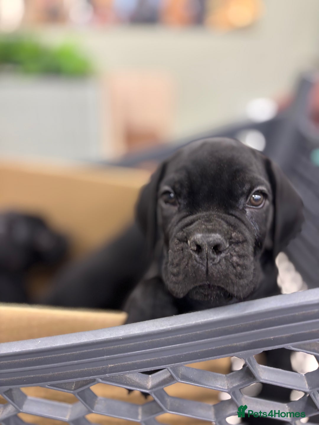 Cane Corso dogs for sale:  Reg - UKBKC Cane Corsos loyal family guardians  - Image 7