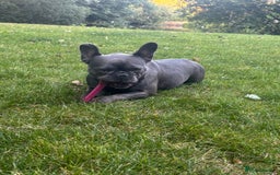 French Bulldog dogs for sale: Blue French bulldog - Image 4