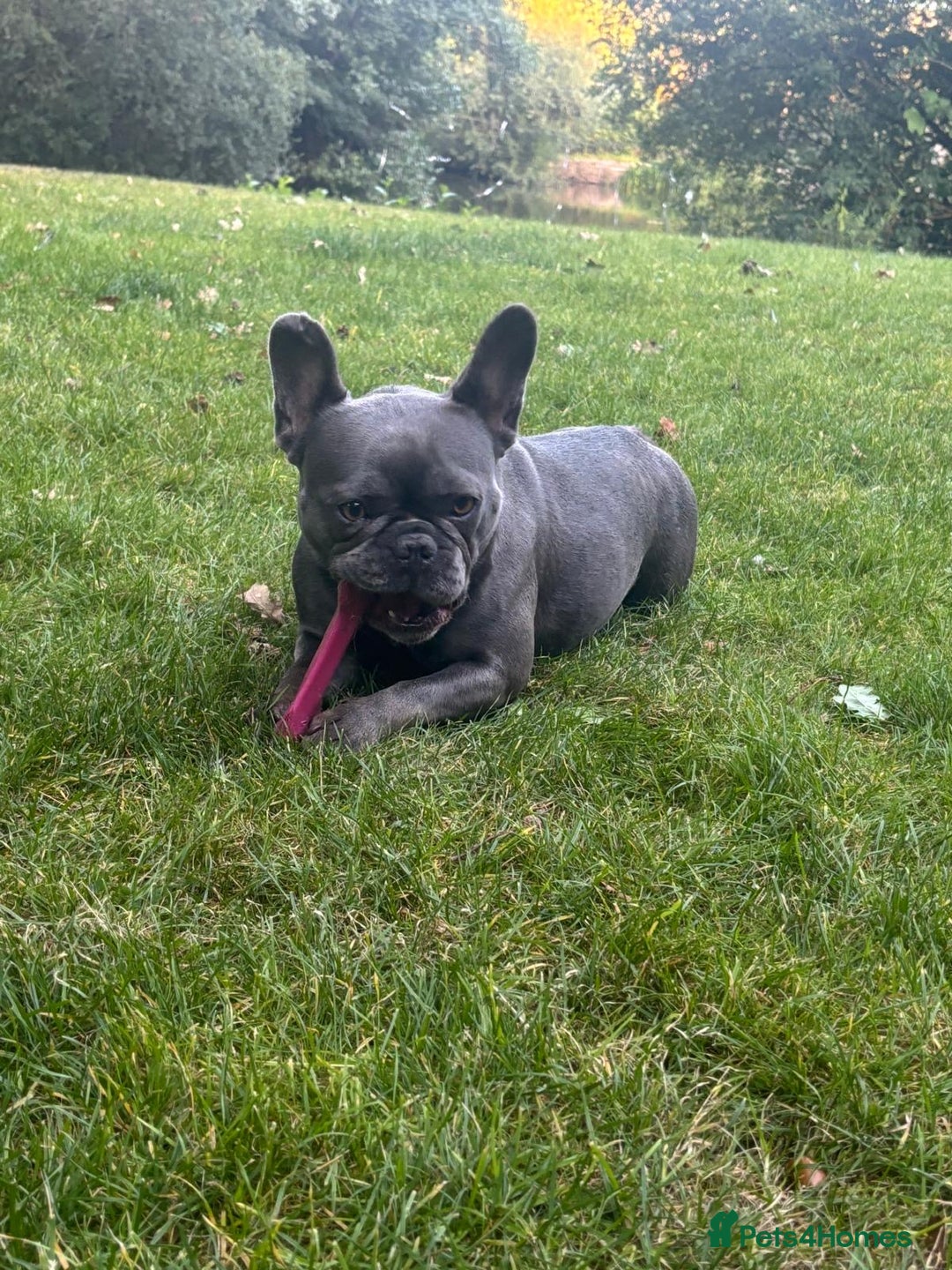 French Bulldog dogs for sale: Blue French bulldog - Image 4