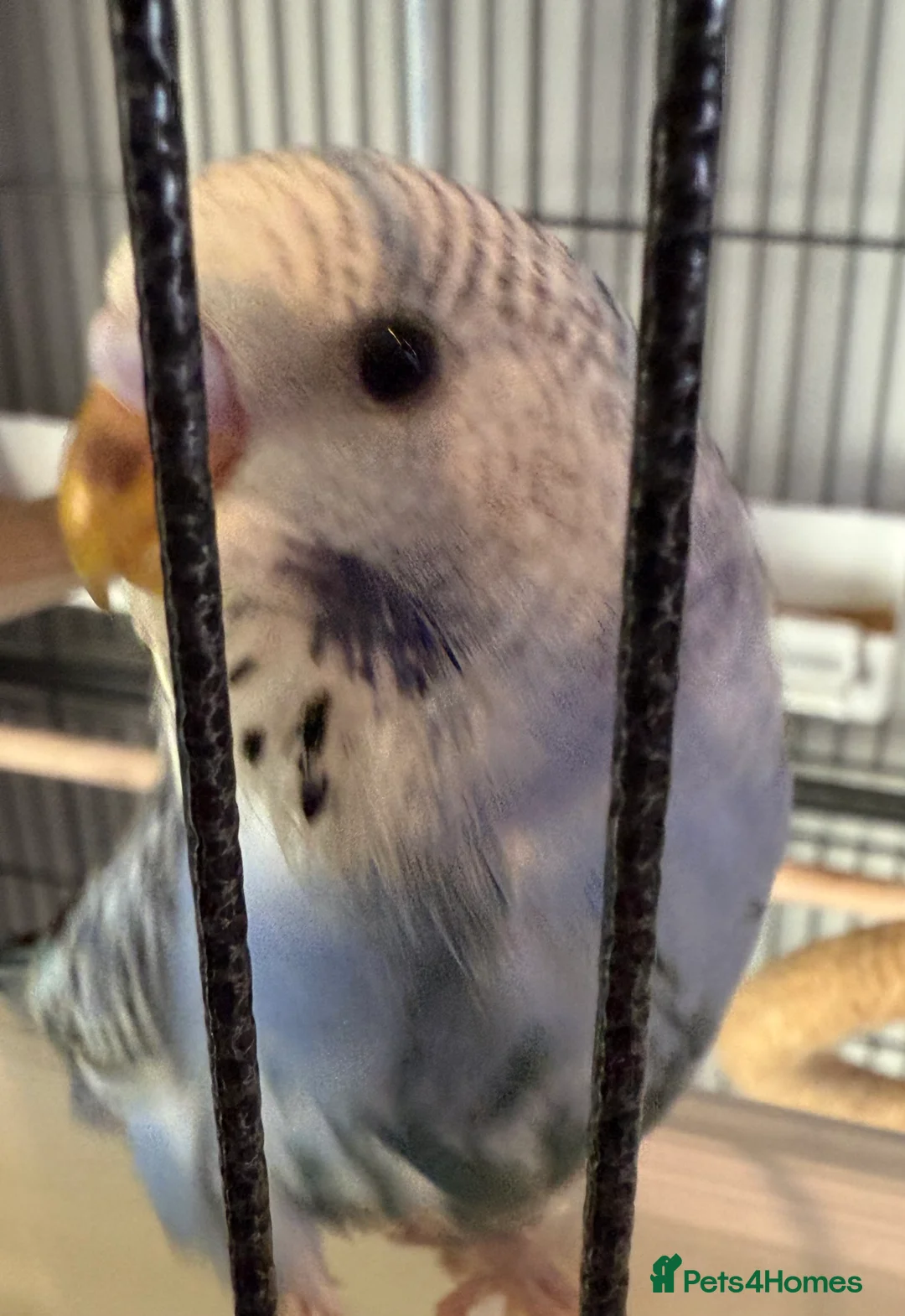 Budgerigars birds for sale: Budgies - Advert 8