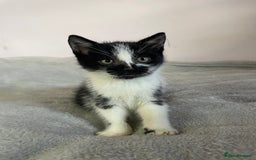 British Shorthair cats for sale: Four kittens ready to go (prices vary) - Image 24