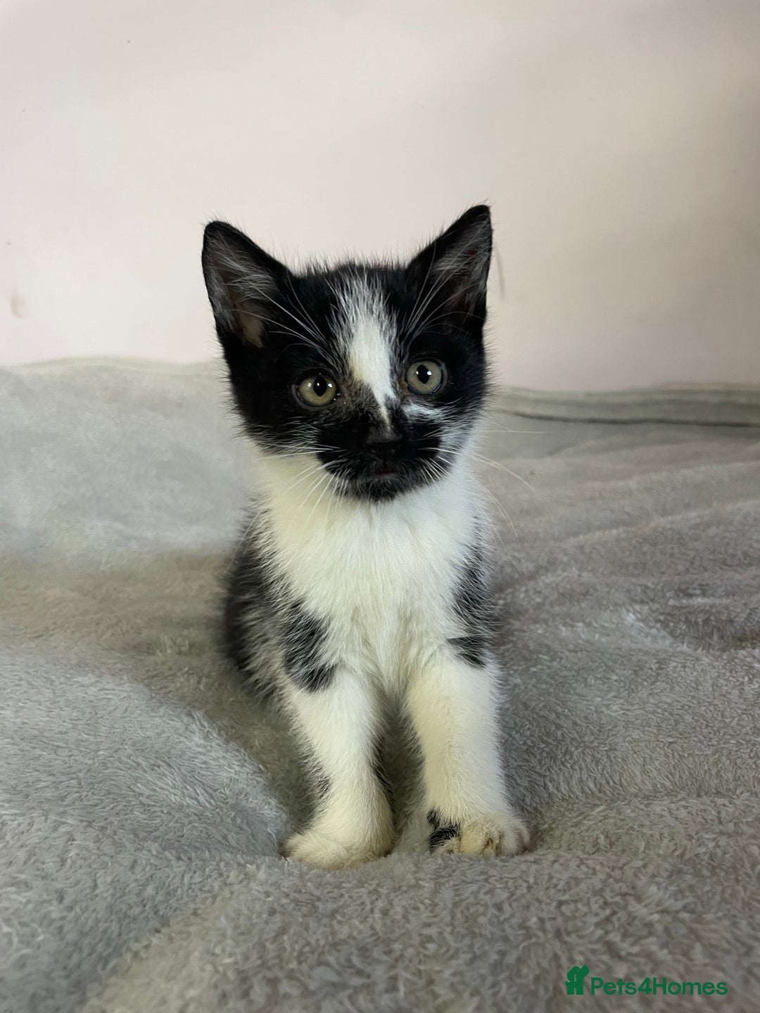 British Shorthair cats for sale: Four kittens ready to go (prices vary) - Image 24