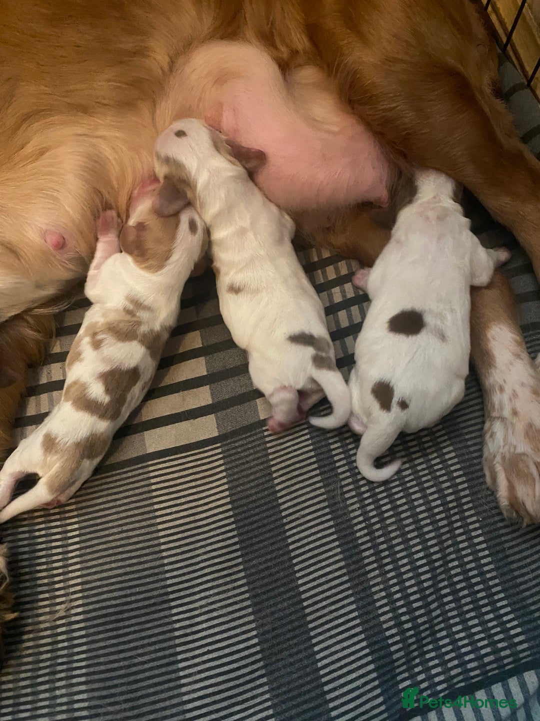 Cocker Spaniel dogs for sale: ‘Show Type’ Cocker Spaniel Puppies. KC Registered. - Advert 8