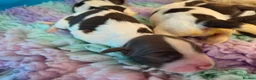 English Springer Spaniel dogs for sale: ⭐️ KC Home Reared Tested Springer Pups ⭐️ - Advert 16