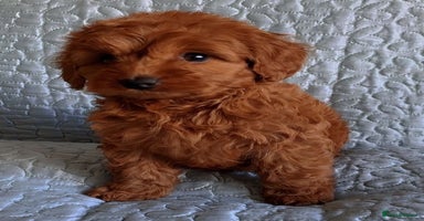 Cockapoo dogs - Advert 11