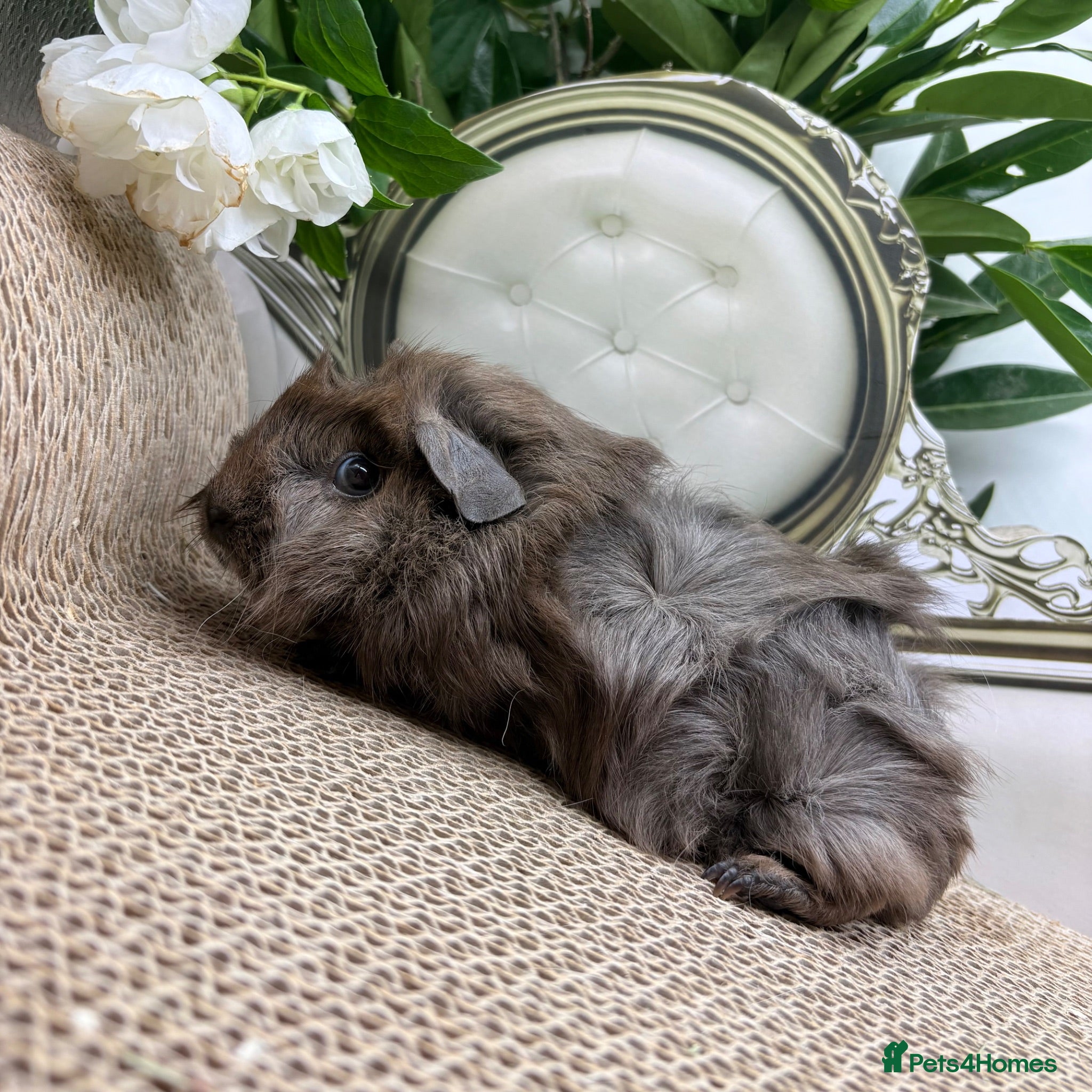 Guinea Pig rodents Only 4 left now baby Girl guinea pigs for sale  - Advert 2