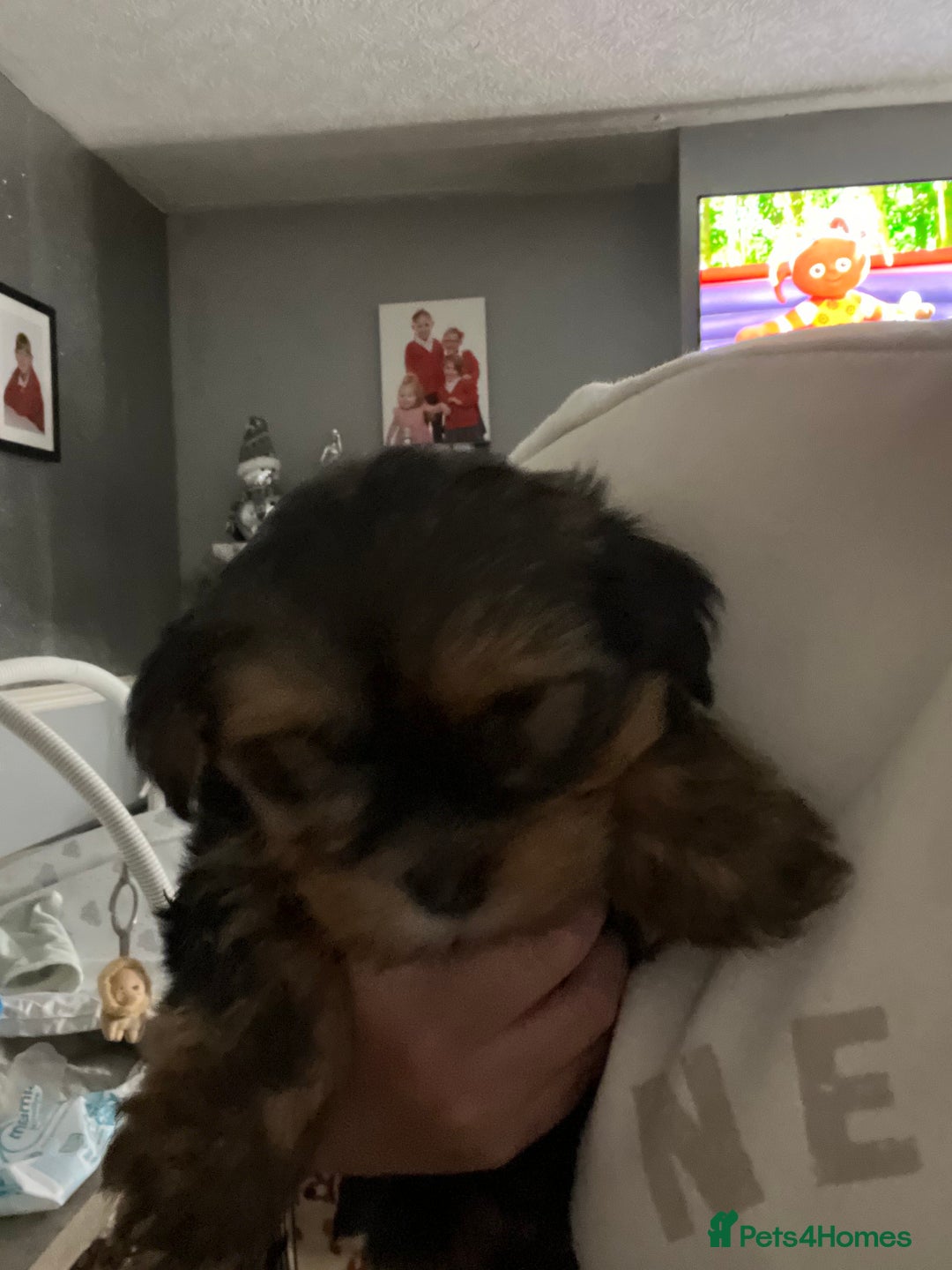 Yorkshire Terrier dogs for sale: 2 Yorkie pedigree boys  - Image 4