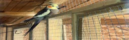 Cockatiels birds for sale: Cockatiel bonded/breeder pairs - Advert 5