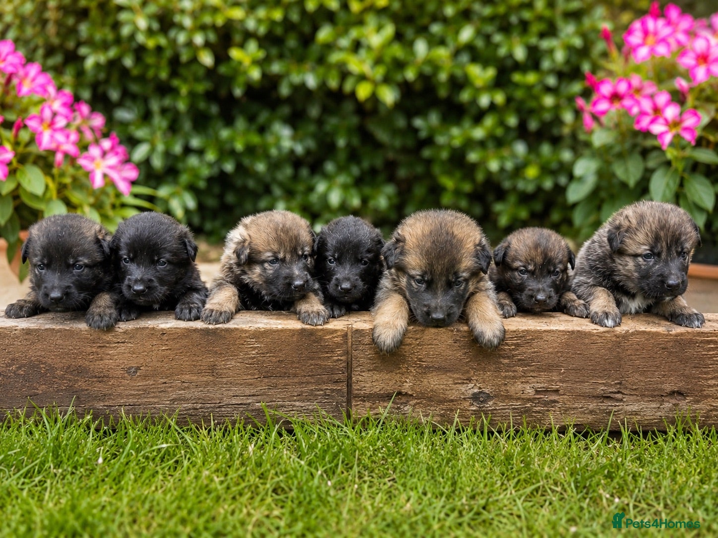 Mixed Breed dogs Belgian Shepard X caucasian Shepherd puppies - Advert 11