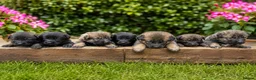 Mixed Breed dogs for sale: Belgian Shepard X caucasian Shepherd puppies - Advert 1