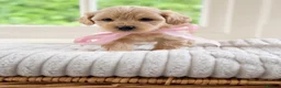 Mixed Breed dogs for sale: Stunning Shichon-poo teddies - Advert 38