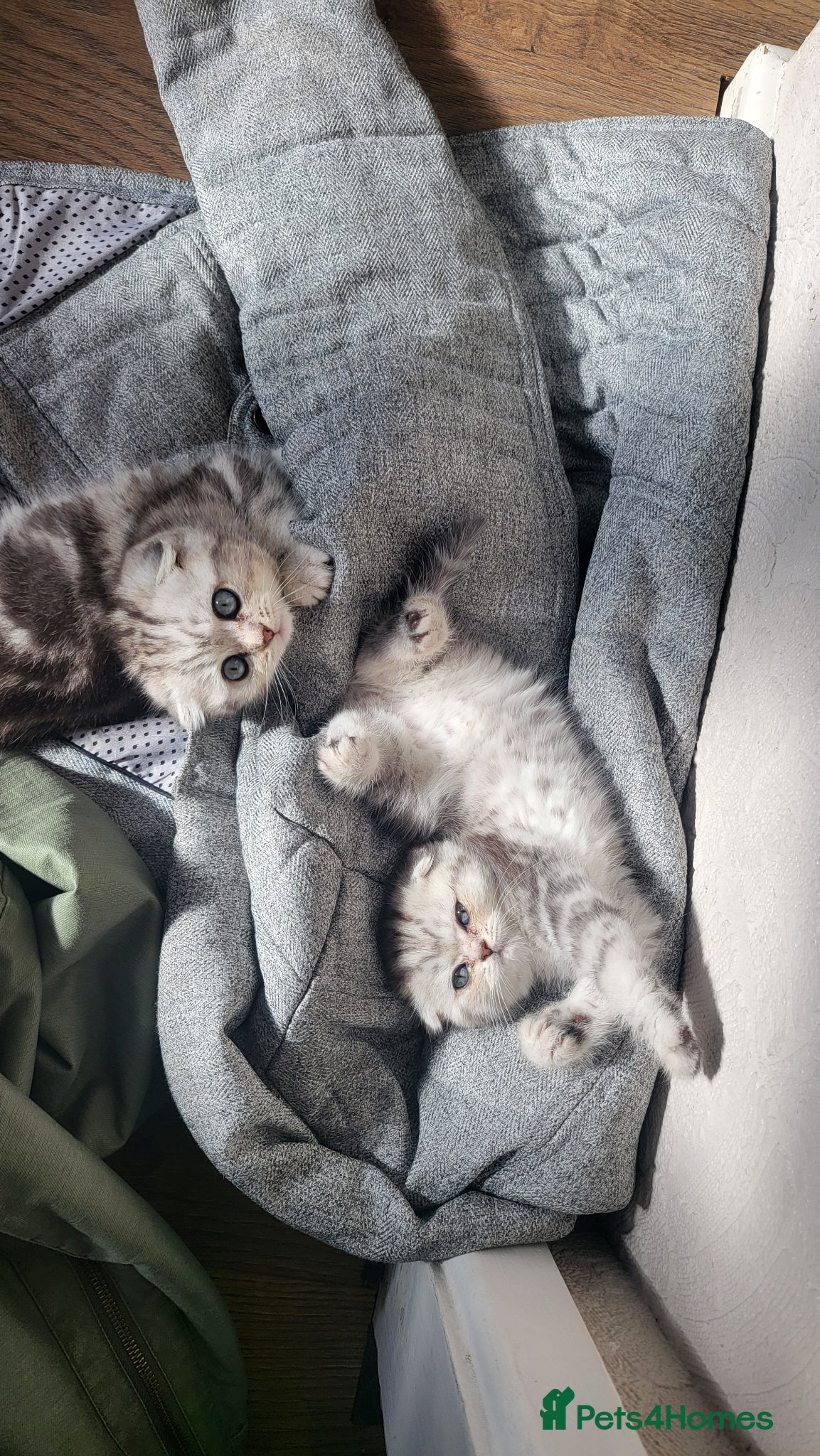 British Shorthair cats Amazing Scottish fold girls - Advert 15