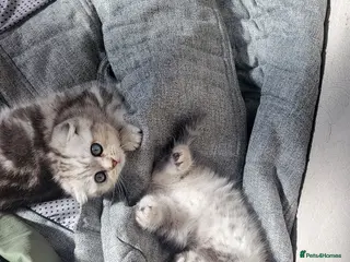 British Shorthair cats Amazing Scottish fold girls - Advert 15