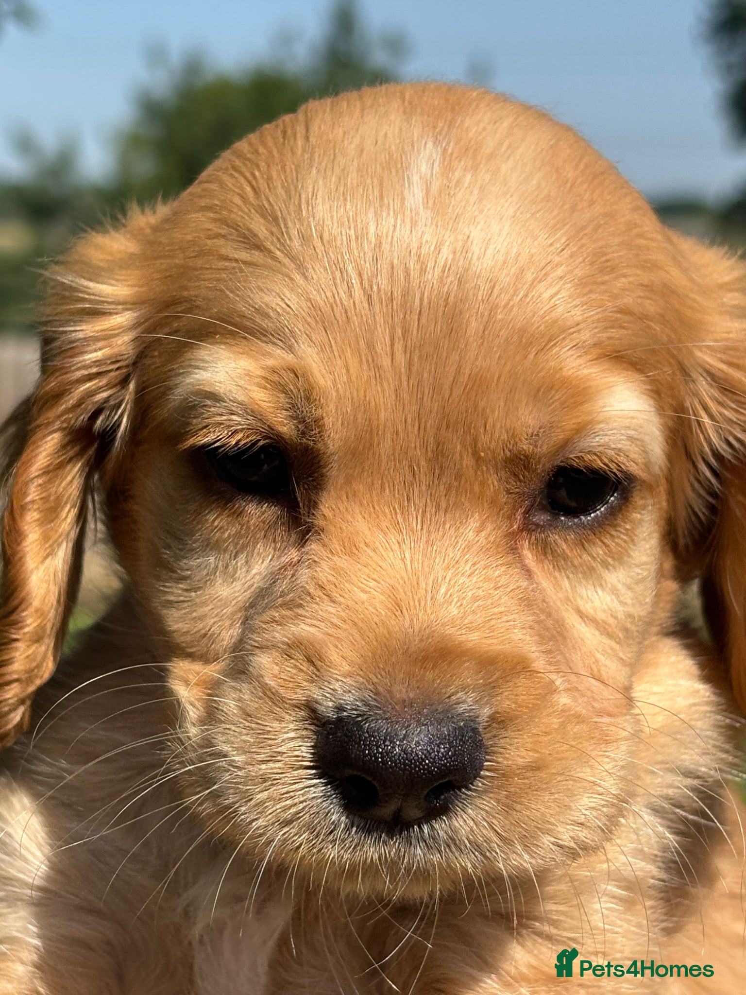 Cocker Spaniel dogs WC Spaniels  - Advert 1