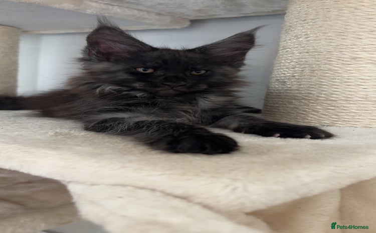 Maine Coon cats for sale - Advert 1