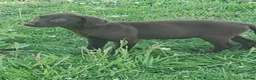 Labrador Retriever dogs for sale:  Fully vaccinated chocolate male lab pup ready now - Advert 14