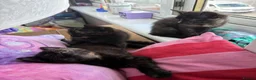 Mixed Breed cats for sale: 3 female kittens - Advert 9