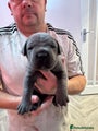 Cane Corso Puppy 9