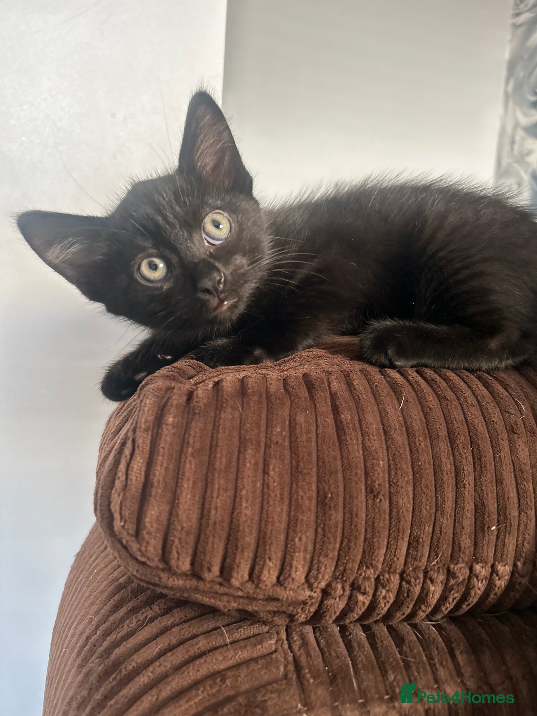 Mixed Breed cats for sale: 2 black kittens for sale. - Advert 8