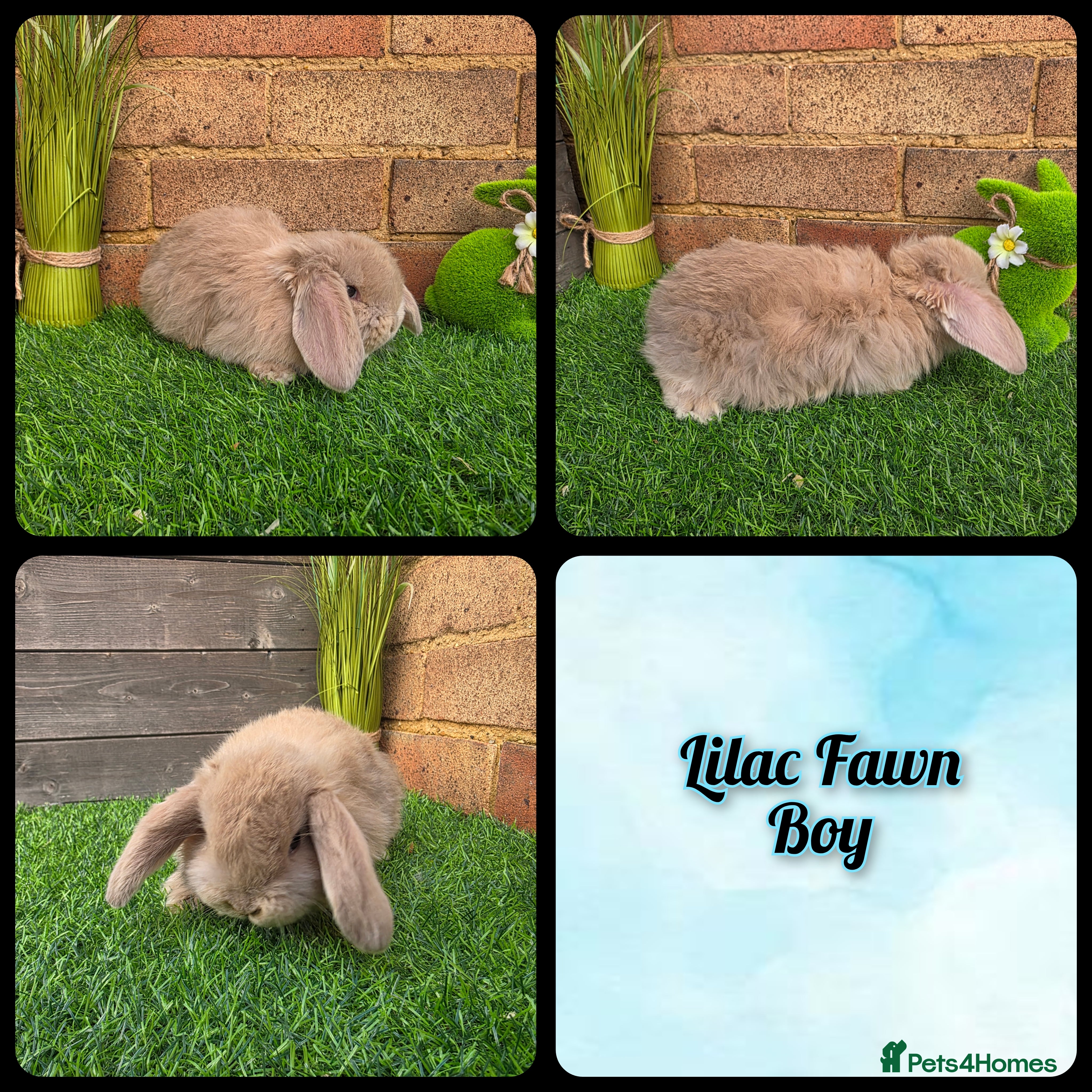 French Lop rabbits Pure bred French Lops - Advert 3