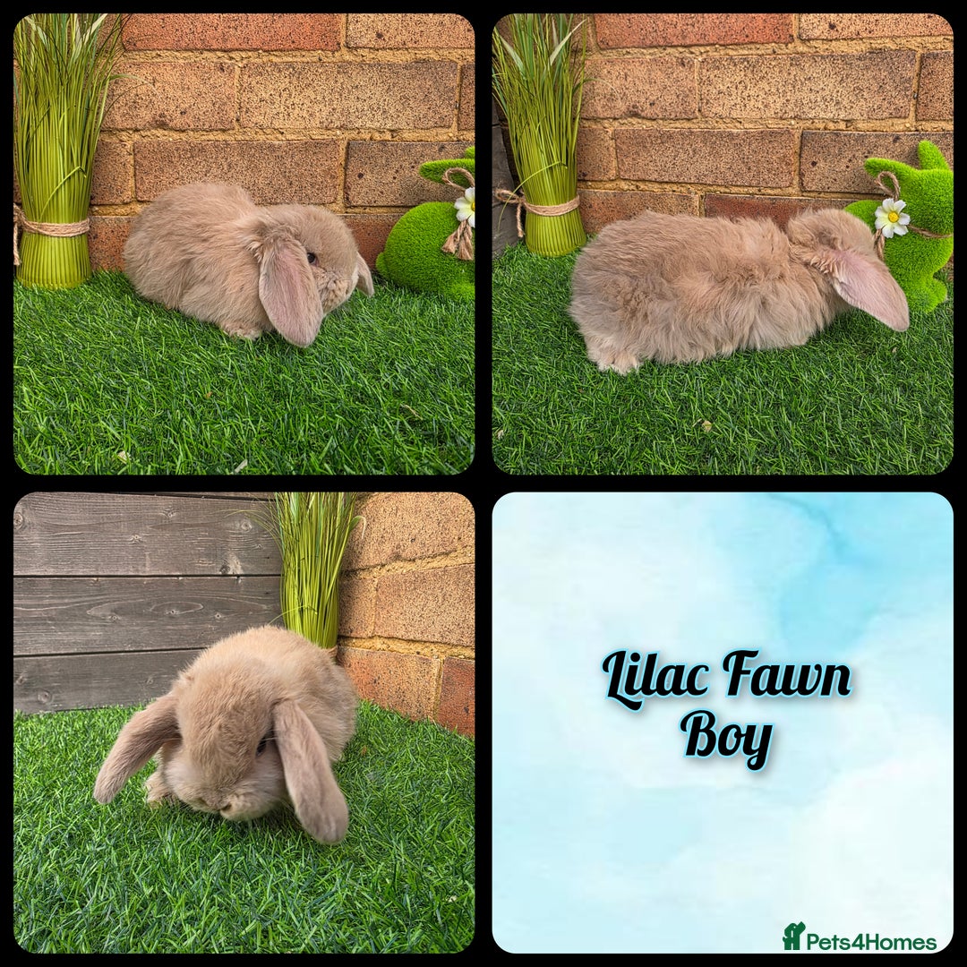 French Lop rabbits for sale: Pure bred French Lops - Advert 1