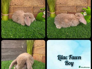 French Lop rabbits Pure bred French Lops - Advert 6