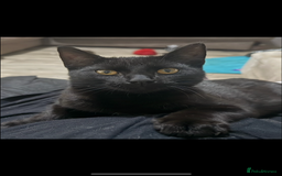 Mixed Breed cats for sale: two black cats (one male one female) - Image 2
