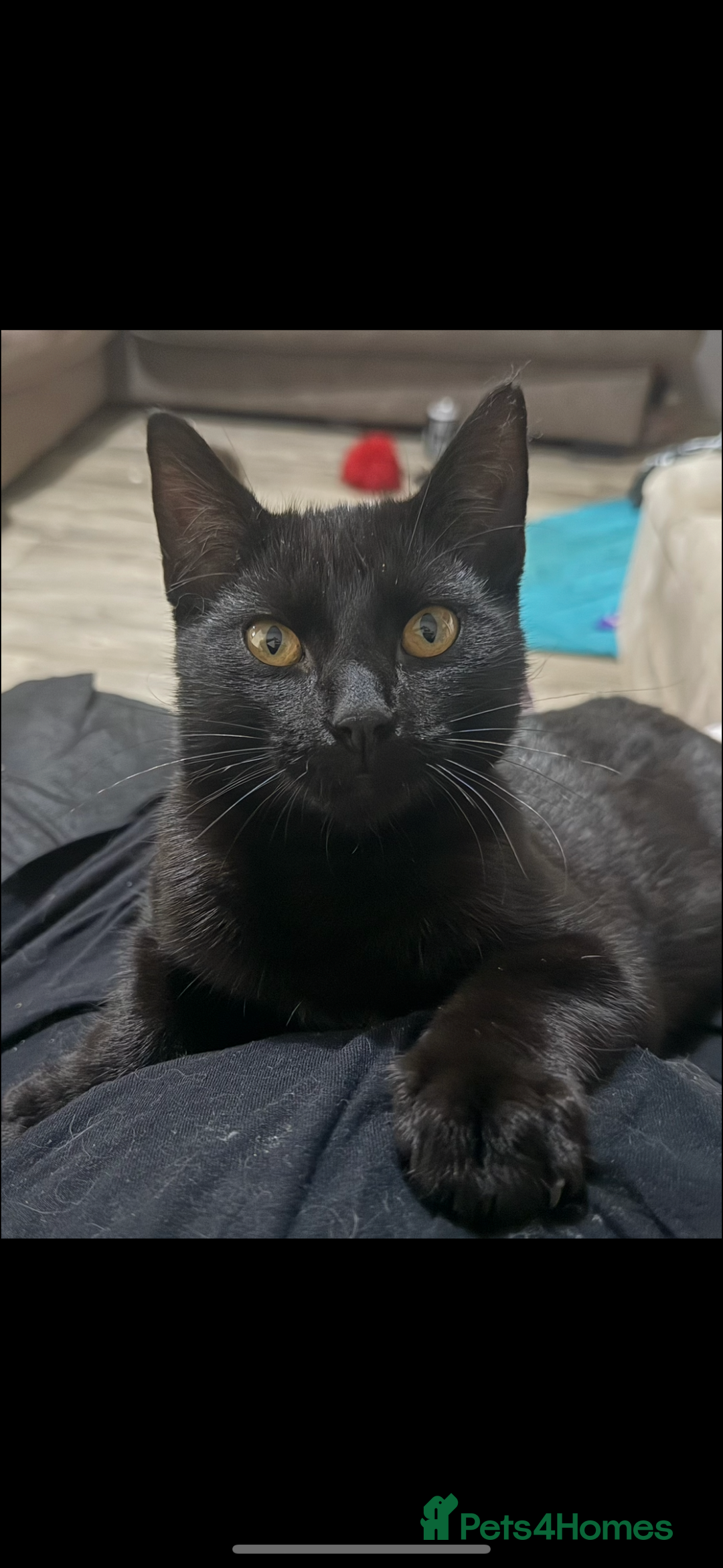 Mixed Breed cats for sale: two black cats (one male one female) - Image 2