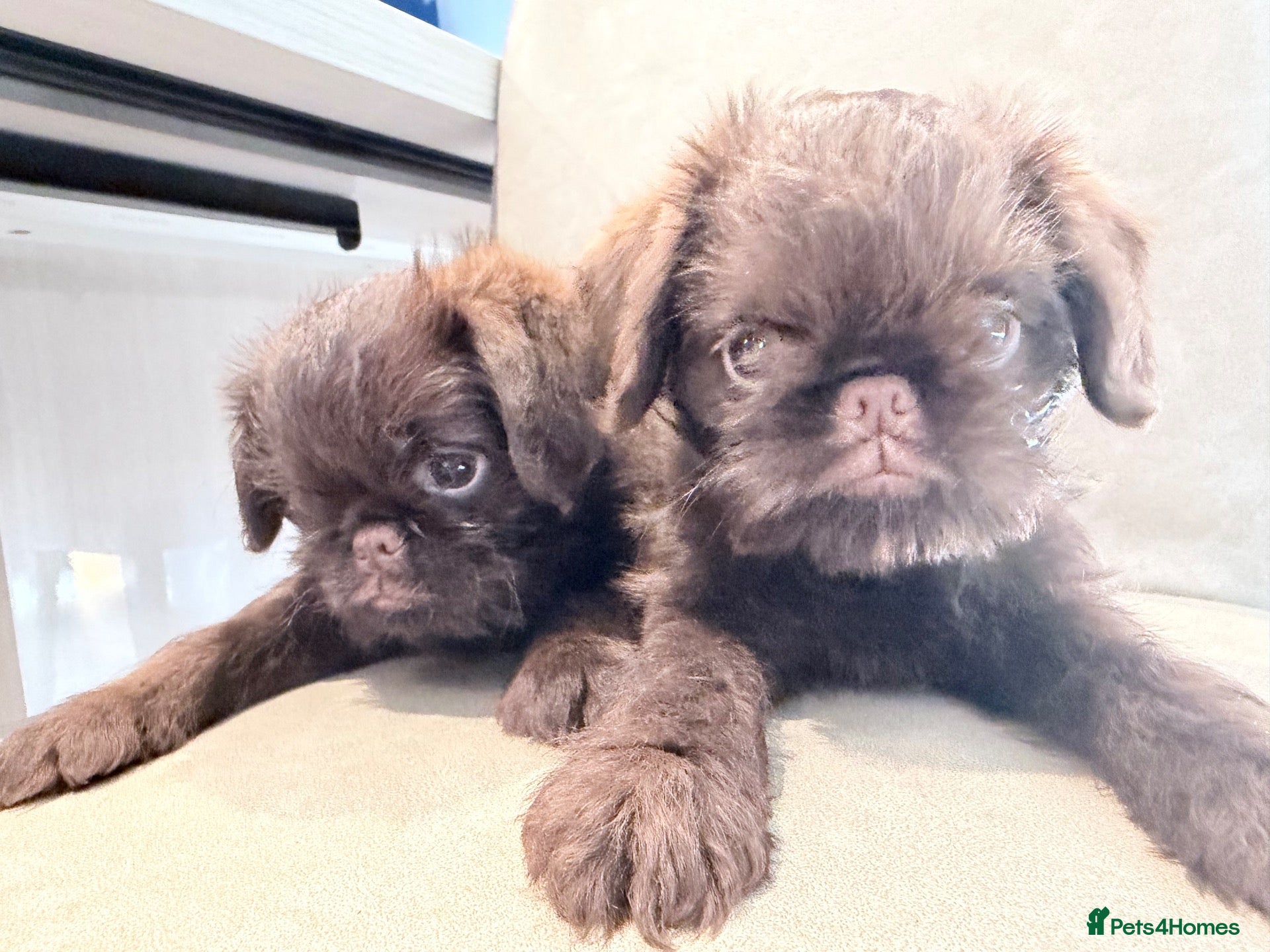 Griffon Bruxellois dogs 5 Gorgeous Chocolate Griffons  - Advert 1