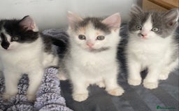Ragdoll cats for sale: Ragdoll Mix Breed Kittens - Image 8