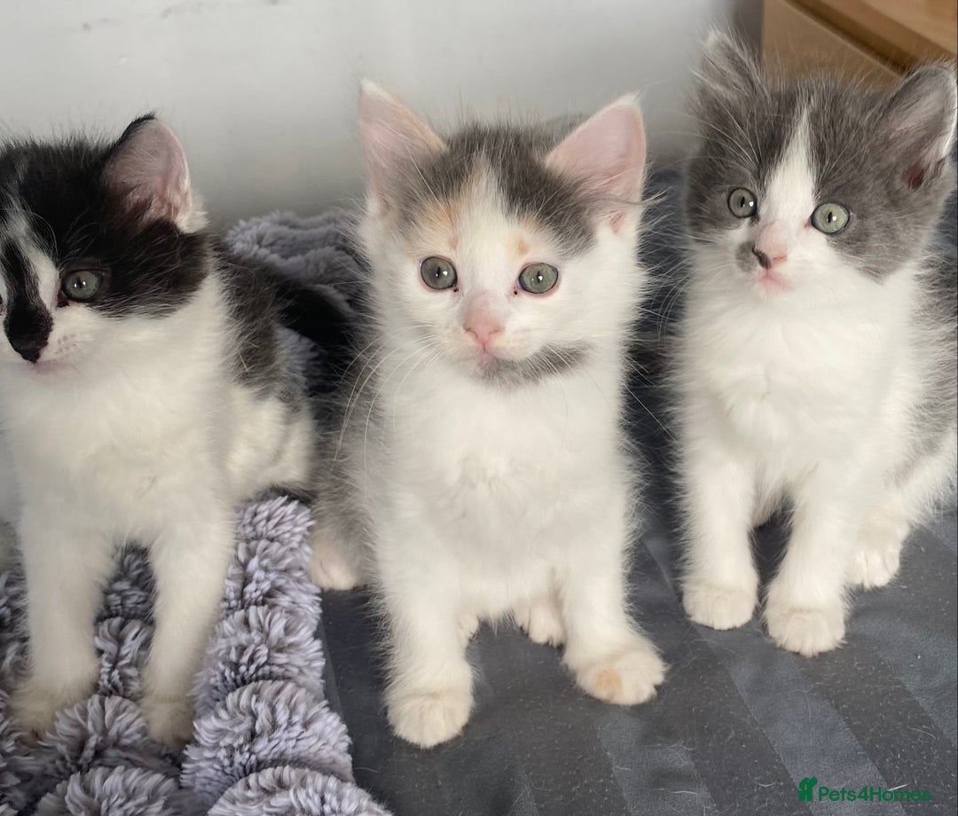 Ragdoll cats for sale: Ragdoll Mix Breed Kittens - Image 8