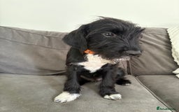 Mixed Breed dogs for sale: Bedlington x cocker  - Image 3