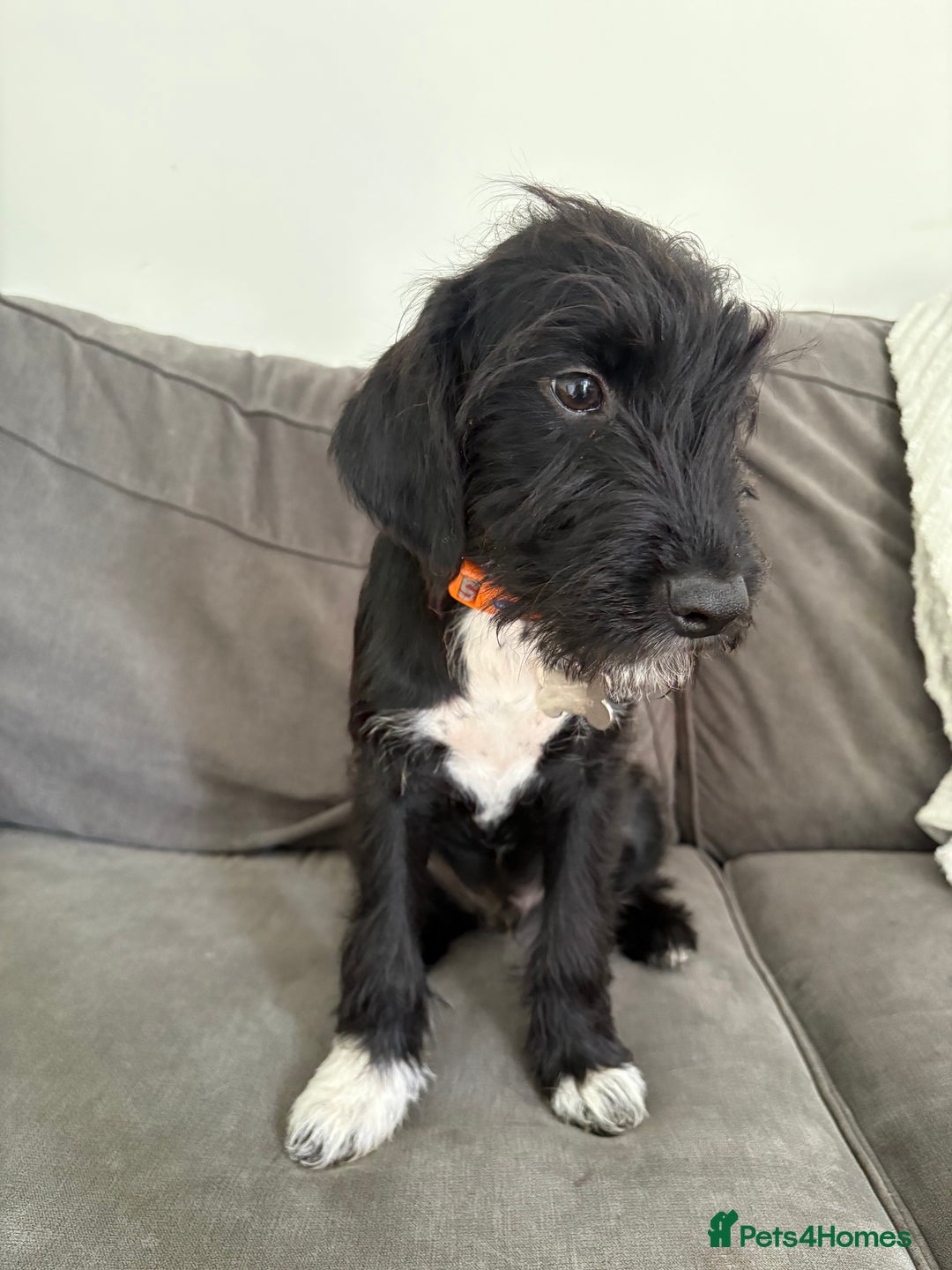 Mixed Breed dogs for sale: Bedlington x cocker  - Image 3