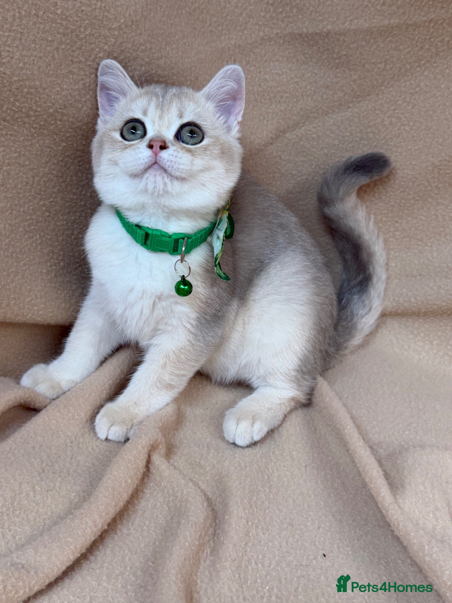 British Shorthair cats  British shorthai goldenkittens odd/blue eyed GCCF - Advert 12