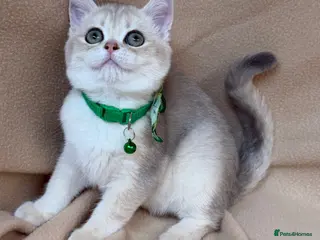 British Shorthair cats British shorthai goldenkittens odd/blue eyed GCCF - Advert 1