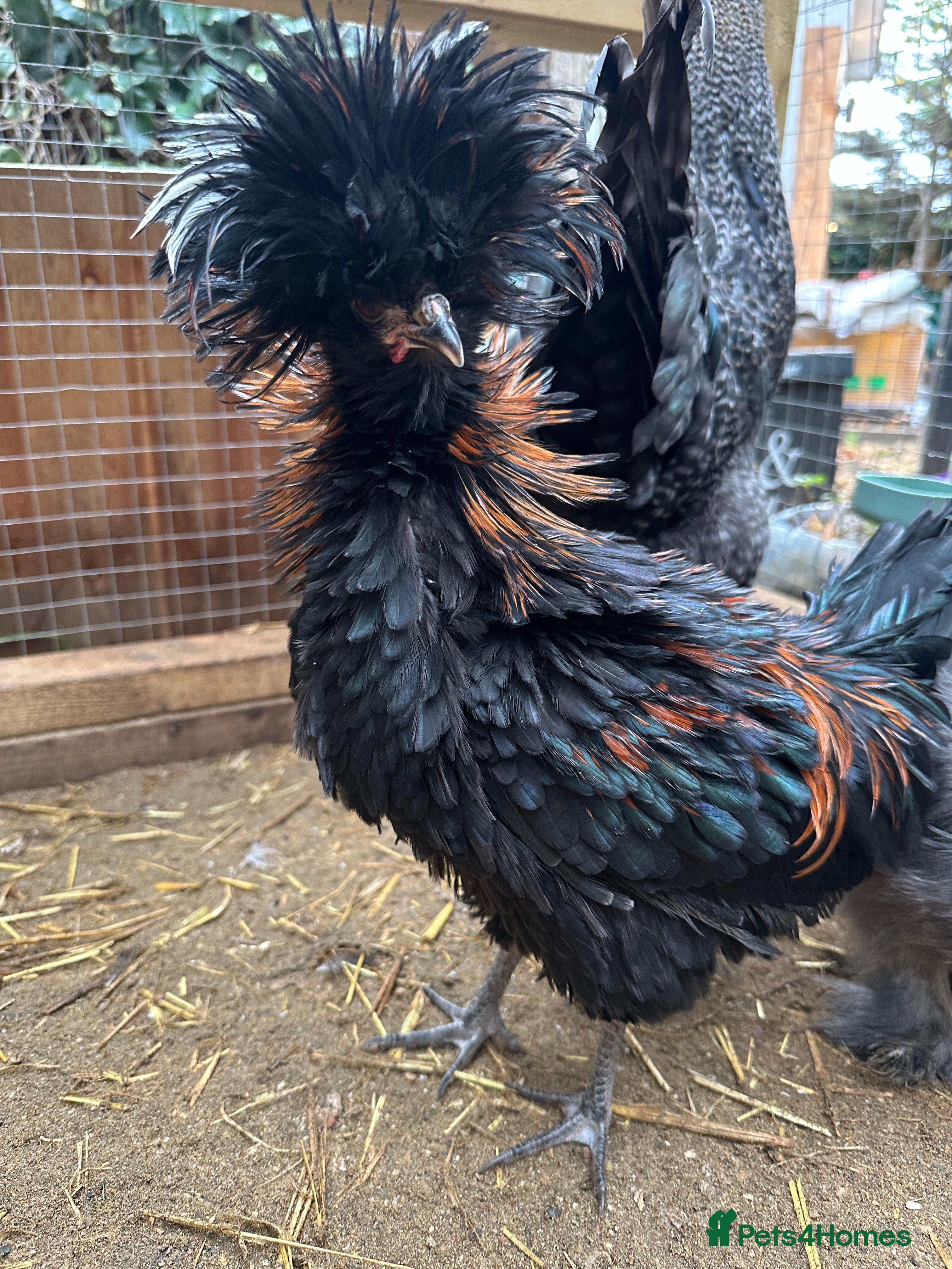 Chickens poultry Ready to go  silkie ,polish ,frizzle polish ,etc - Advert 9