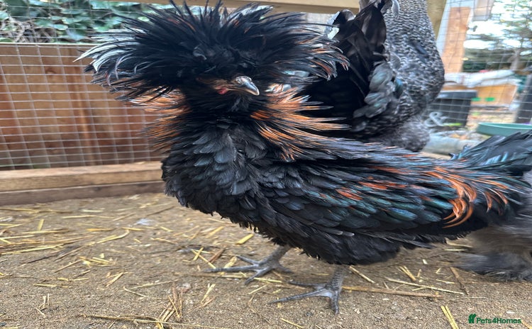 Chickens poultry Ready to go  silkie ,polish ,frizzle polish ,etc - Advert 6