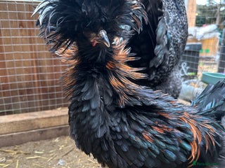 Chickens poultry Ready to go silkie ,polish ,frizzle polish ,etc - Advert 14