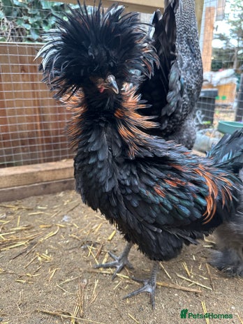 Chickens poultry Ready to go silkie ,polish ,frizzle polish ,etc - Advert 6