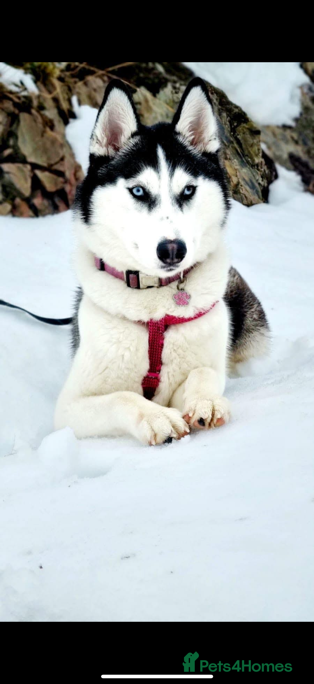 Siberian Husky dogs for sale: Beautiful Siberian Husky Puppies Ready to Reserve - Advert 2