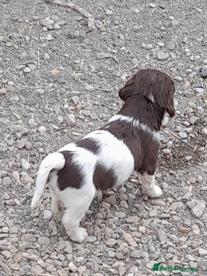 English Springer Spaniel dogs Gorgeous English Springer Spaniels Puppies - Advert 2
